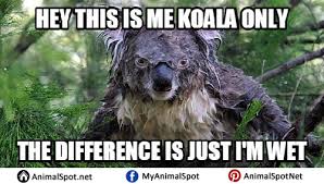 Wet Koala Memes Koala Funny Koala Koala Puns