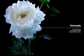Newchic offer quality fake flowers at wholesale prices. Why Wwf Canada Is Talking About The Deadly Impact Of Fake Flowers Strategy