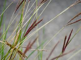 Image result for Dichanthium annulatum