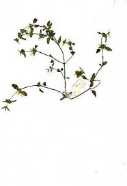 Image result for Leucas glabrata