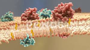 3d Medical Animation Of The Cholesterol Molecules In The Plasma Membrane Stock Footage Ad Cholesterol Molecules Medical A Plasma Membrane Membrane Molecules