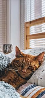 I have a cat and she's so beautiful. The Best Cat Wallpapers For Iphone 2020 I Like Cats Very Much
