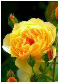 Yellow Rose Yellow Roses Amazing Flowers Beautiful Roses