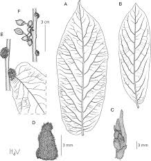 Image result for Casearia runssorica