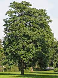 Check spelling or type a new query. Ailanthus Altissima Wikipedia