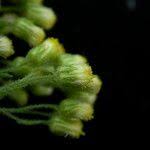 Image result for Eschenbachia stricta