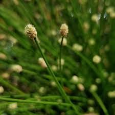 Image result for Eleocharis geniculata