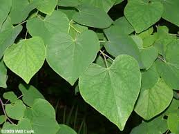 How to plant redbud trees. Cercis Canadensis 160 Redbud Fabaceae Leguminosae