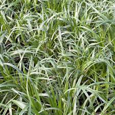 Image result for Carex cognata
