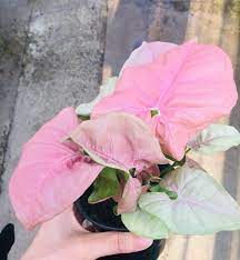 Rare Pink Allusion Arrowhead Vine Rare Plants Trendy Houseplant Syngonium Podophyllum Rare Pink Plants Rare Houseplants Low Light Houseplant Pink Plant Arrowhead Vine Houseplants Low Light