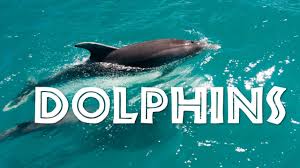 Dolphin Facts For Kids Learn All About Dolphins Kidz Feed