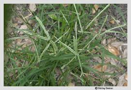 Image result for Eleusine indica