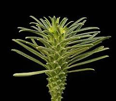 Image result for Euphorbia spissiflora