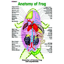 Chart No 175 Anatomy Of Frog