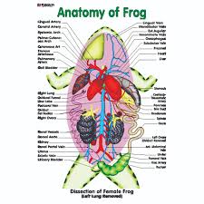 Chart No 175 Anatomy Of Frog