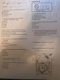 Is elodea eukaryotic or prokaryotic. Prelab Cells Name First Last Instructor 1 The Chegg Com