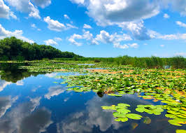 Ca sa intelegi o particica din ceea ce inseamna complexitatea deltei dunarii nu este de ajuns sa citesti aceste randuri ci trebuie sa vizitezi acest vast si complex mediu natural sa te plimbi cu barca pe canale si lacuri sa asculti freamatul stufului si zgomotele naturii si abia. OfertÄ SpecialÄ PlÄteÈte 1 Èi Merg 3 In Delta DunÄrii Publicitate Libertatea