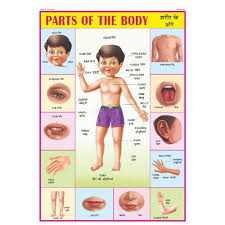 body parts name chart