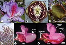 Image result for Fabaceae subfamily Mimosoideae