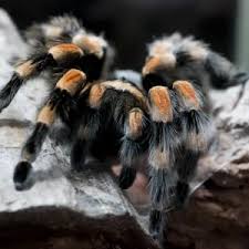 Image result for Brachyachne simonsii