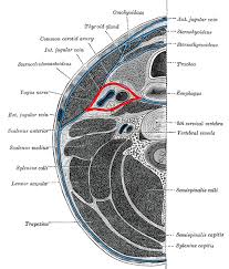 Labeled diagram of the arteries of the head and neck. Arteries In The Neck The Carotid Arterial System Lecturio