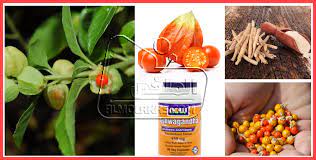 Ashwagandha är en kraftfull och populär ört inom det ayurvediska hälsosystemet som växt sig allt mer populär även här i. ÙÙˆØ§Ø¦Ø¯ ÙˆØ£Ø¶Ø±Ø§Ø± Ø¹Ø´Ø¨Ø© Ø§Ù„Ø§Ø´ÙˆØ§Ø¬Ù†Ø¯Ø§ Ashwagandha Ù…Ø¹ Ø·Ø±ÙŠÙ‚Ø© Ø§Ù„Ø§Ø³ØªØ¹Ù…Ø§Ù„ ÙÙŠ Ø§Ù„Ø§ØºØ±Ø§Ø¶ Ø§Ù„Ù…Ø®ØªÙ„ÙØ©