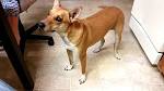Basenji - Wikipedia