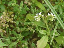 Image result for Euploca ovalifolia