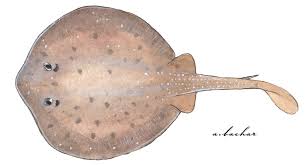 Image result for Stingray