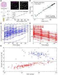 Within the cite this article tool, pick a style to see how all available information looks when formatted according to that style. Body Size Dependent Energy Storage Causes Kleiber S Law Scaling Of The Metabolic Rate In Planarians Elife