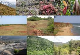 Image result for Blepharis diversispina