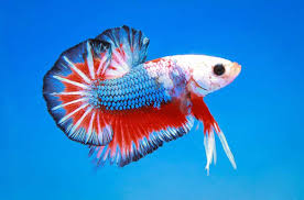 It is not without reason that they are called siamese fighting fish. 650 Betta Fish Names For All Different Types And Colors