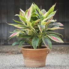 Image result for Cordyline