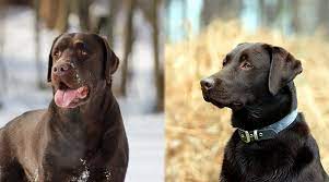 Renee gilreath is from south carolina and breeds chocolate labrador retrievers. English Labrador Vs American Labrador What S The Difference