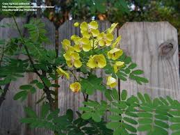 Image result for Caesalpinia decapetala