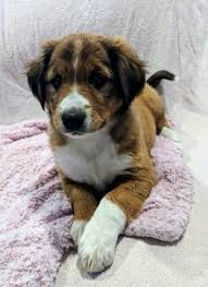 Find the perfect english shepherd puppy for sale in oregon, or at puppyfind.com. Puppies For Sale In Montana Petfinder