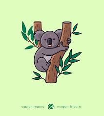 explanimals koala video animated animals kawaii animals motion design