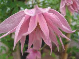Maybe you would like to learn more about one of these? Clematis Markhams Pink Taylors Clematis