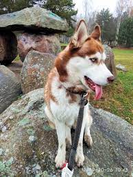 pin by vladimir chuho on haski husky animals dogs