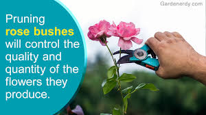 Always prune in early spring when new shoots are beginning to form on the canes. When And How To Prune Rose Bushes We Bet You Didn T Know This Gardenerdy