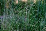 Image result for Eragrostis mildbraedii