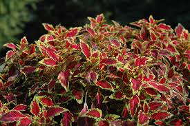 Image result for Coleus autranii