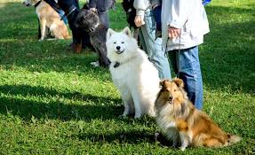 .also these dog training classes can be used to become a trainer for your own dog with toy breeds such as yorkie pomerianian chihuahua etc. Petsmart Dog Training Class 2021 Review Is It Worth It