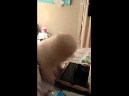 Mendengarkan suara kicauan burung sangatlah menenangkan. Ah Ahh Ahhh Ahchooooooooooooooo Youtube