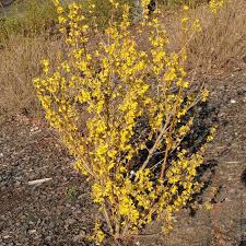 As one of the first plants the border forsythia brings some colour to the garden in spring. Forsythia Intermedia Goldrausch Forsythie Goldrausch