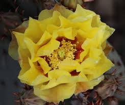 This plant is in bloom currently in my garden. Finally The Prickly Pear Are Blooming Album On Imgur