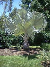 Check spelling or type a new query. Bismarckia Nobilis