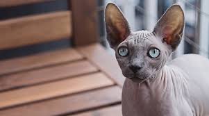 Check out our hairless cat selection for the very best in unique or custom, handmade pieces from our mugs shops. Breed Guide Sphynx Pet Circle