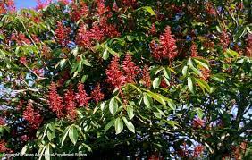 The beans produced in summer contain hard, red pealike seeds that are. Texas Native Plants Database