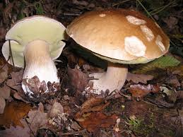 Boletus Edulis Wikipedia
